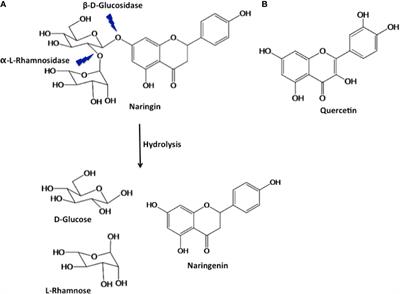 Combination of Balsamin and Flavonoids Induce Apoptotic Effects in Liver and Breast Cancer Cells